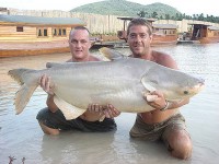 Mekong Giant Catfish at Thailand carp lake in France. 