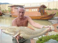 Red-Tail Leopard Catfish at Thailand carp lake in France. 