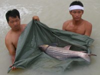 Julliens Golden Prize Carp at Thailand carp lake in France. 