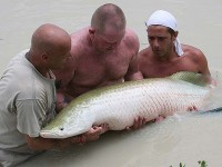 Arapaima at Thailand carp lake in France. 
