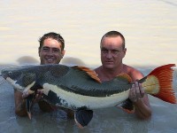 Red-Tail Catfish at Thailand carp lake in France. 