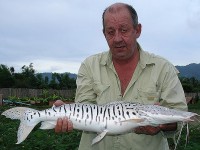 Red-Tail Tiger Catfish at Thailand carp lake in France. 