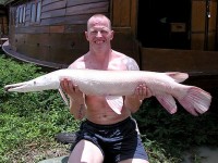 Alligator Gar at Thailand carp lake in France. 