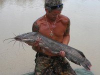 Sharptooth Catfish at Thailand carp lake in France. 