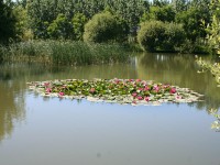 Lake photos at Lillypool 