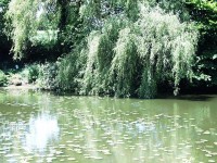 Lake photos at Watersmeet 