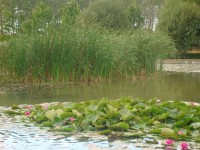 Lake photos at Lillypool 