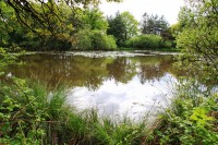 Lake photos at Oakwood 