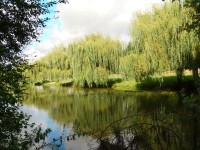 Lake photos at Toms 