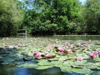 French carp lakes at Joy Lake