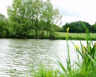 Carp lake at Morgane carp lake in France. 