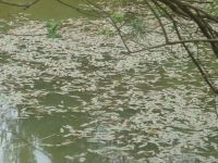 The surface pondweed - dinner for the grassies. The surface pondweed - dinner for the grassies.