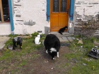 animal family