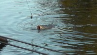 In the net