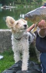 Inspecting a carp Inspecting a carp