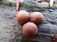 New Lake Boilies - Plum Nut
