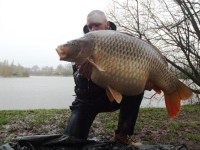 Arthur - 55lb