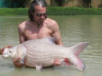 Giant Siamese Carp