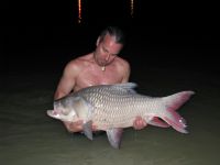 Giant Siamese Carp