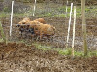 Oxford & sandy - plum pudding pig