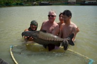 Ripsaw Niger Catfish at TopCats