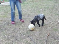 lamb footie