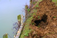 The ground  caves in over the burrow