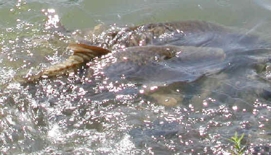 carp spawning
