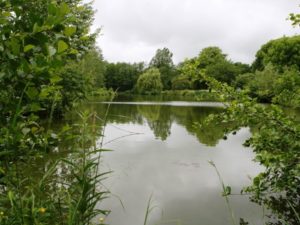 how to look after a carp lake