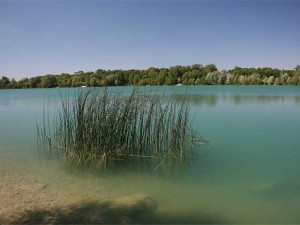 Huge carp swim in the waters of Gigantica