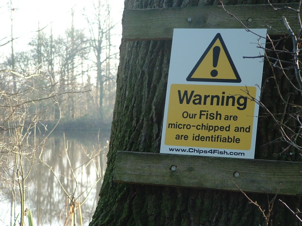 Carp fishery management