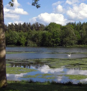 Carp fishing in a weedy lake