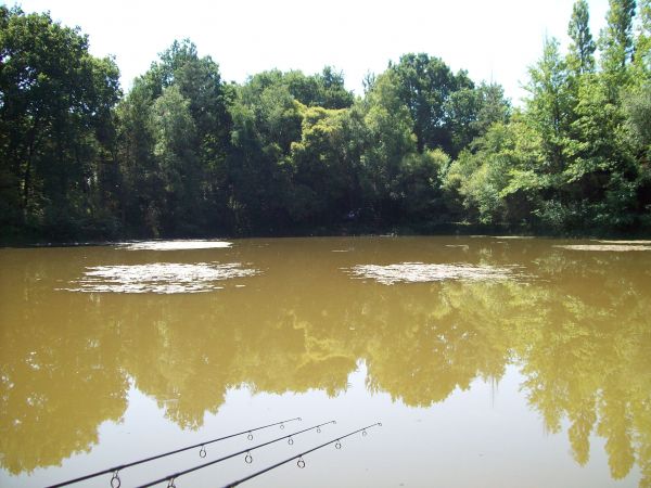 Combating weed in a carp lake Combating weed in a carp lake