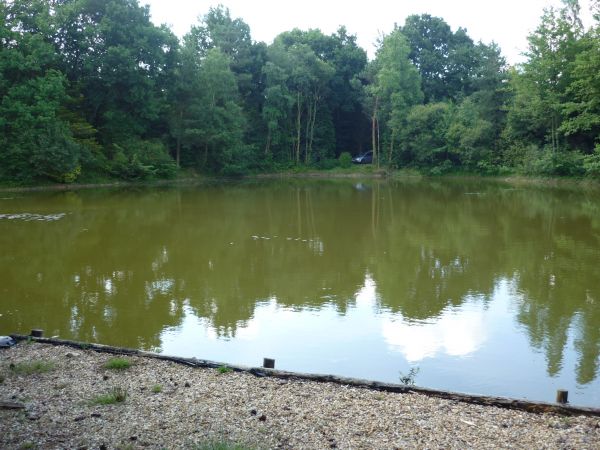 Combating weed in a carp lake