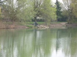 Carp swims on a French carp lake