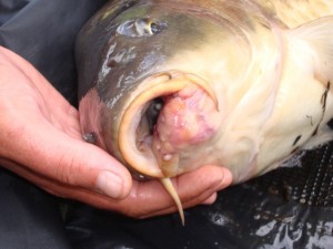 Hook damage to a carp