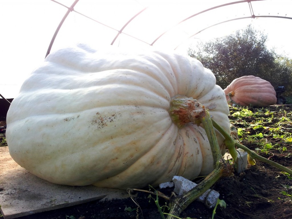 509kg Pumpkin