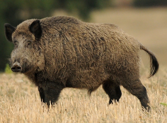 Wild Boar at Vincons