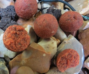 Carp Fishing Tactics and Bait