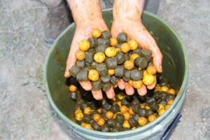 French River Carp Fishing