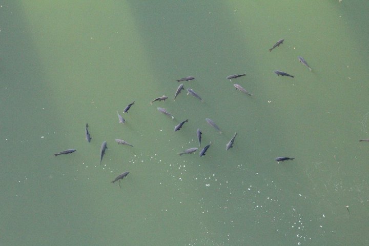 Carp Fishing in France