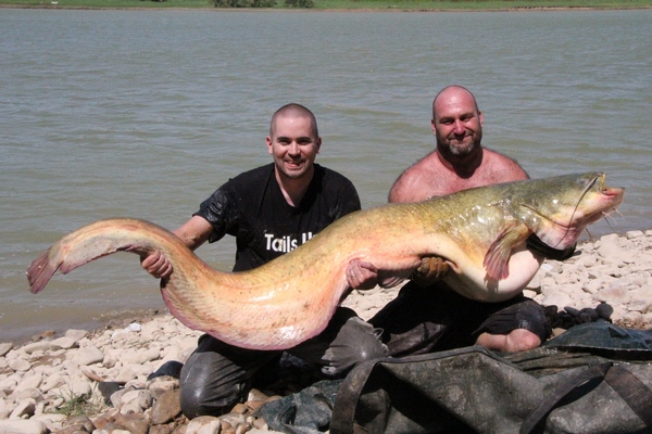 huge wels catfish