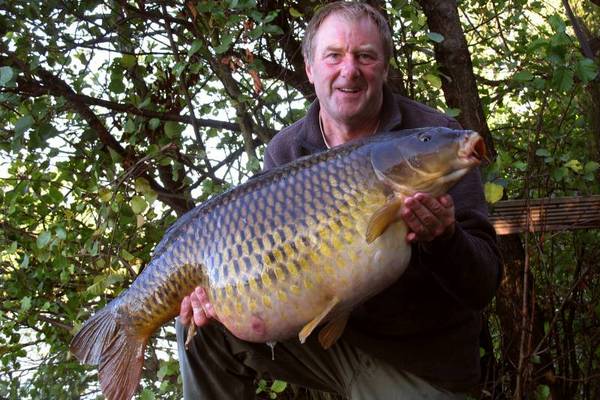 large english carp