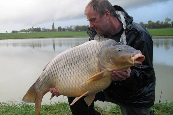 large common carp at french carp lakelarge common carp at french carp lake
