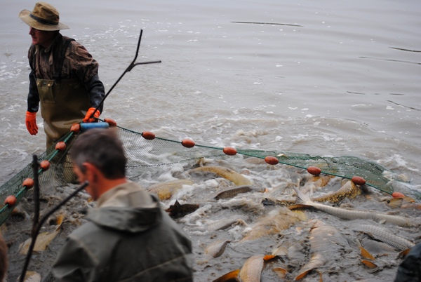 brocard carp lake management