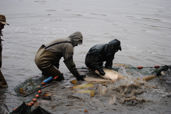 brocard carp lake management