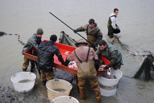 carp lake management jonchery