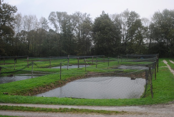 jonchery netting a carp lake