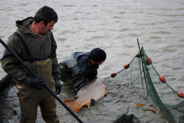 carp lake management jonchery fishing holidays