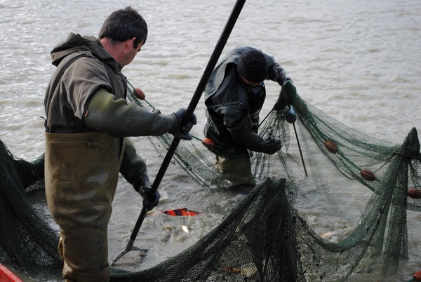 carp lake management jonchery